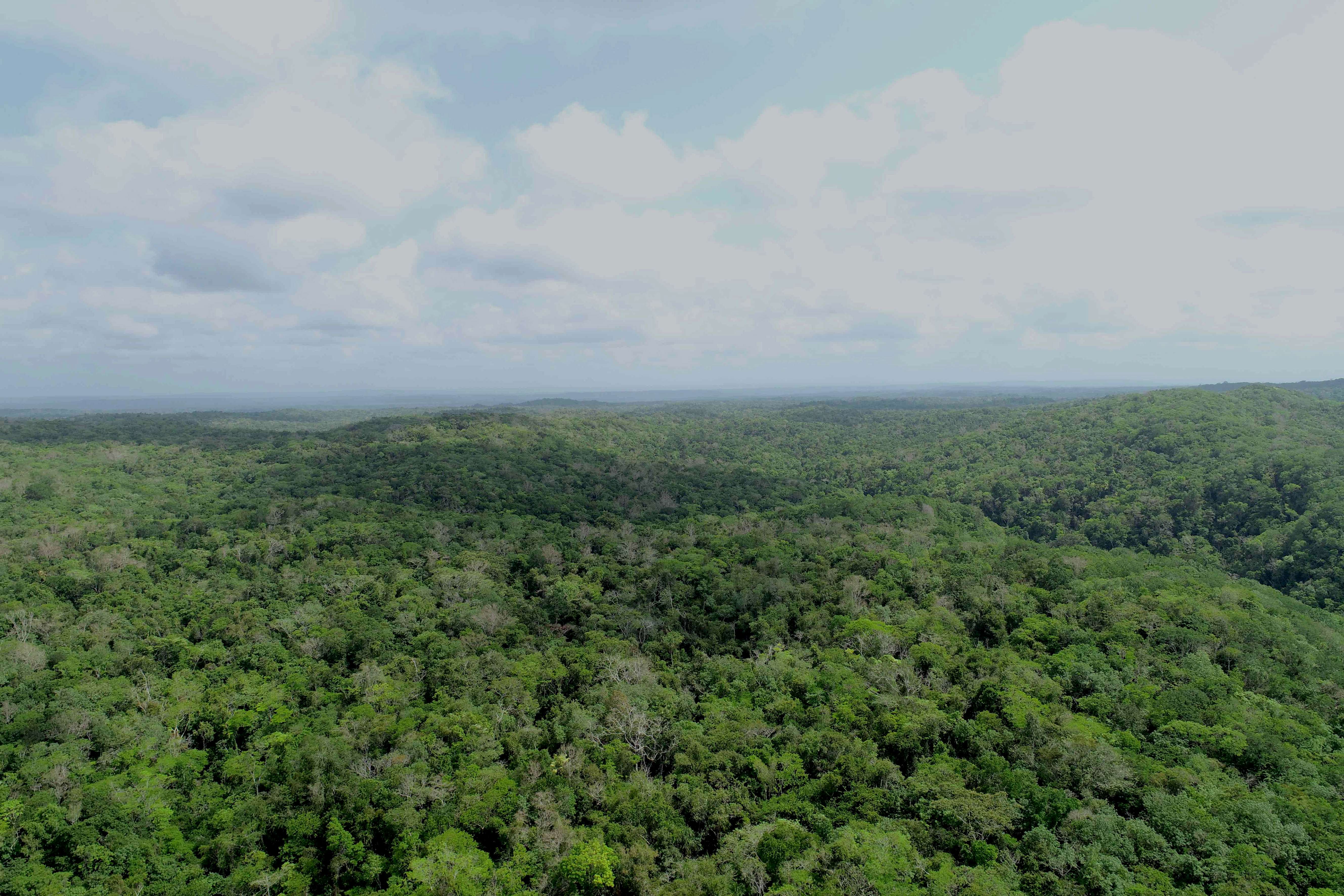 Aerial view of forest